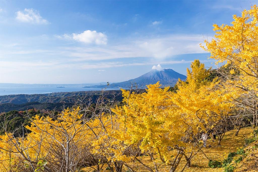 🍂 다루미즈 천본 은행나무 정원(타루미즈 센본 이초엔) 이미지 5